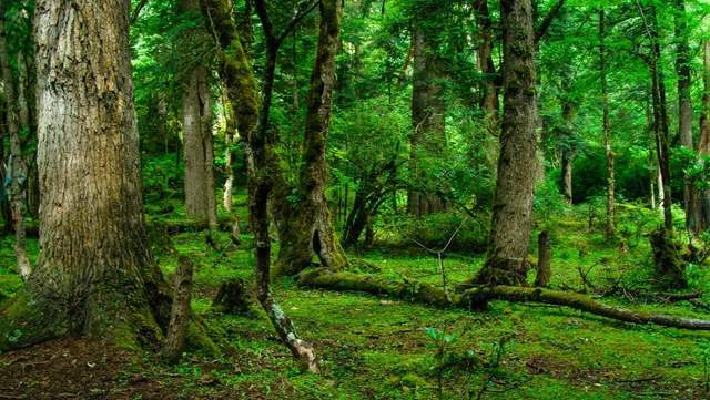 植树节-春风十里，正“植”有你【杭州易造】