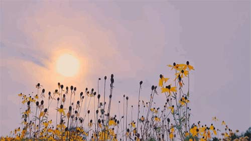 三八妇女节丨祝所有女神:愿你笑靥如花,一生不减芳华-杭州易造