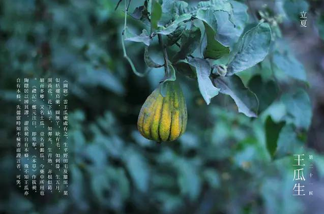 立夏六｜春光忽尽，夏木成阴【杭州易造】