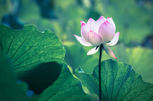 小暑︱盛夏始,宜清凉消暑